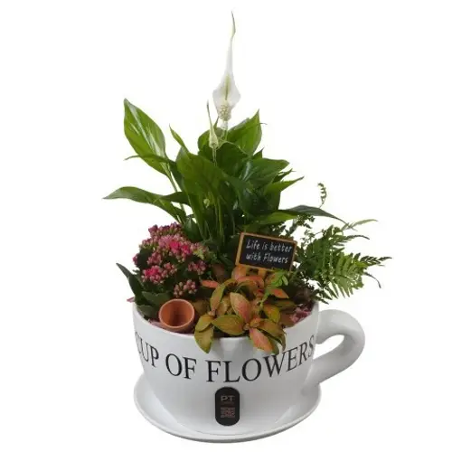 Spath.Arr PTIB5195 T24 H044