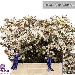Wachsflower creme  Sexy Madonna 60cm