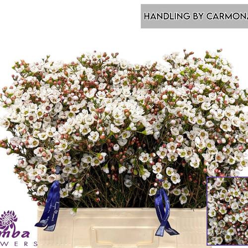 Wachsflower creme  Sexy Madonna 60cm