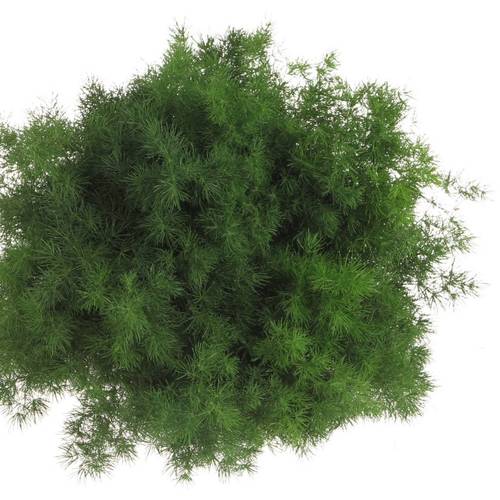 Asparagus grün Umbellatus 50cm