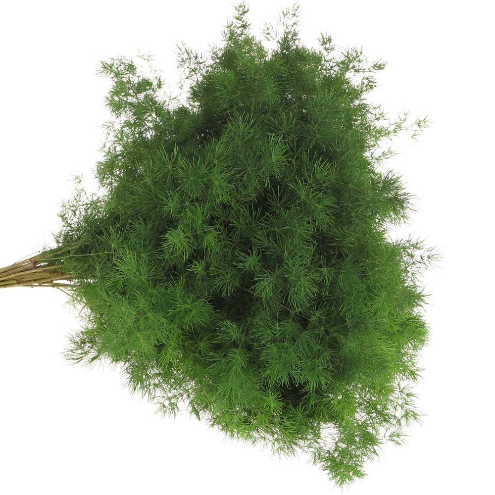 Asparagus grün Umbellatus 50cm