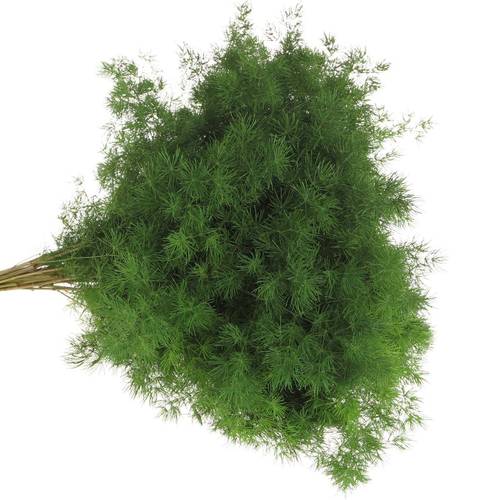 Asparagus grün Umbellatus 50cm