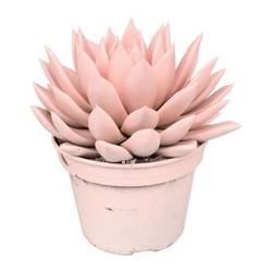 Echeveria Gefarb T15 H18 Pastel rosa