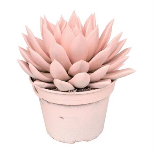 Echeveria Gefarb T15 H18 Pastel rosa