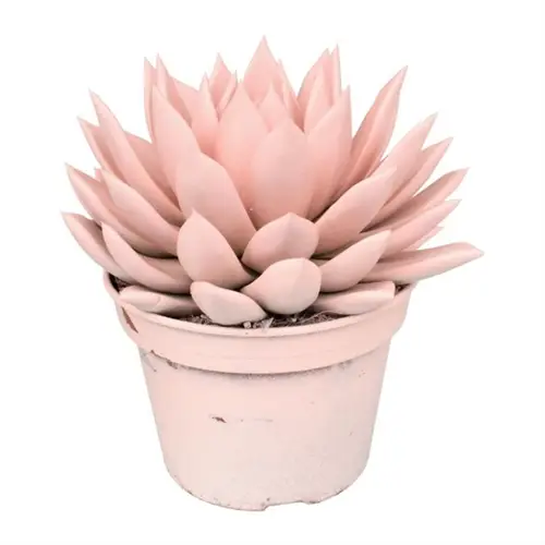 Echeveria Gefarb T15 H18 Pastel rosa