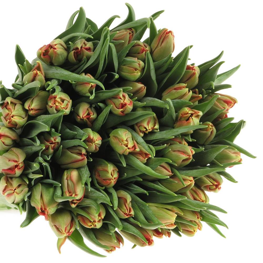 Tulpe rot doppel Abba 32 Gramm