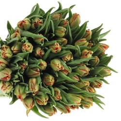 Tulpe rot doppel Abba 32 Gramm