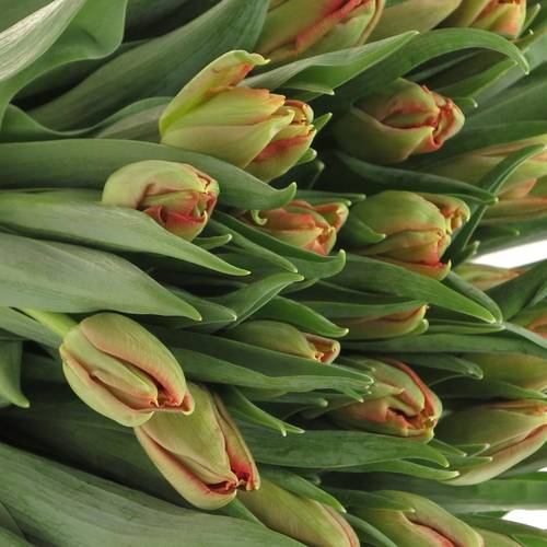 Tulpe rot doppel Abba 32 Gramm