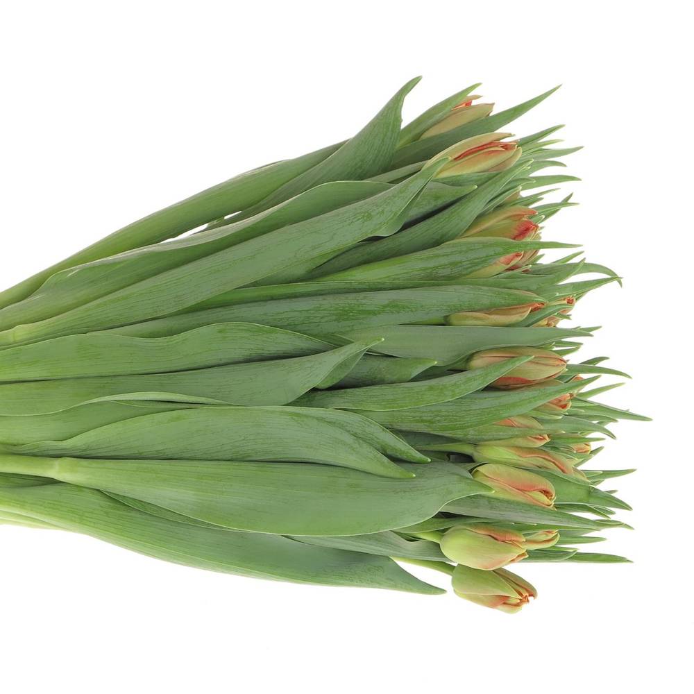 Tulpe rot doppel Abba 32 Gramm