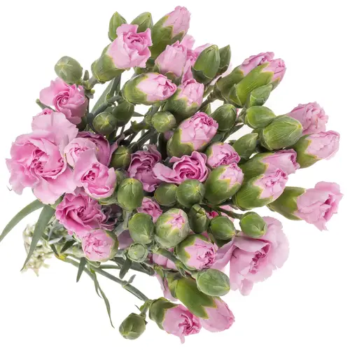 Spraynelke lavendel Mao 60cm X20
