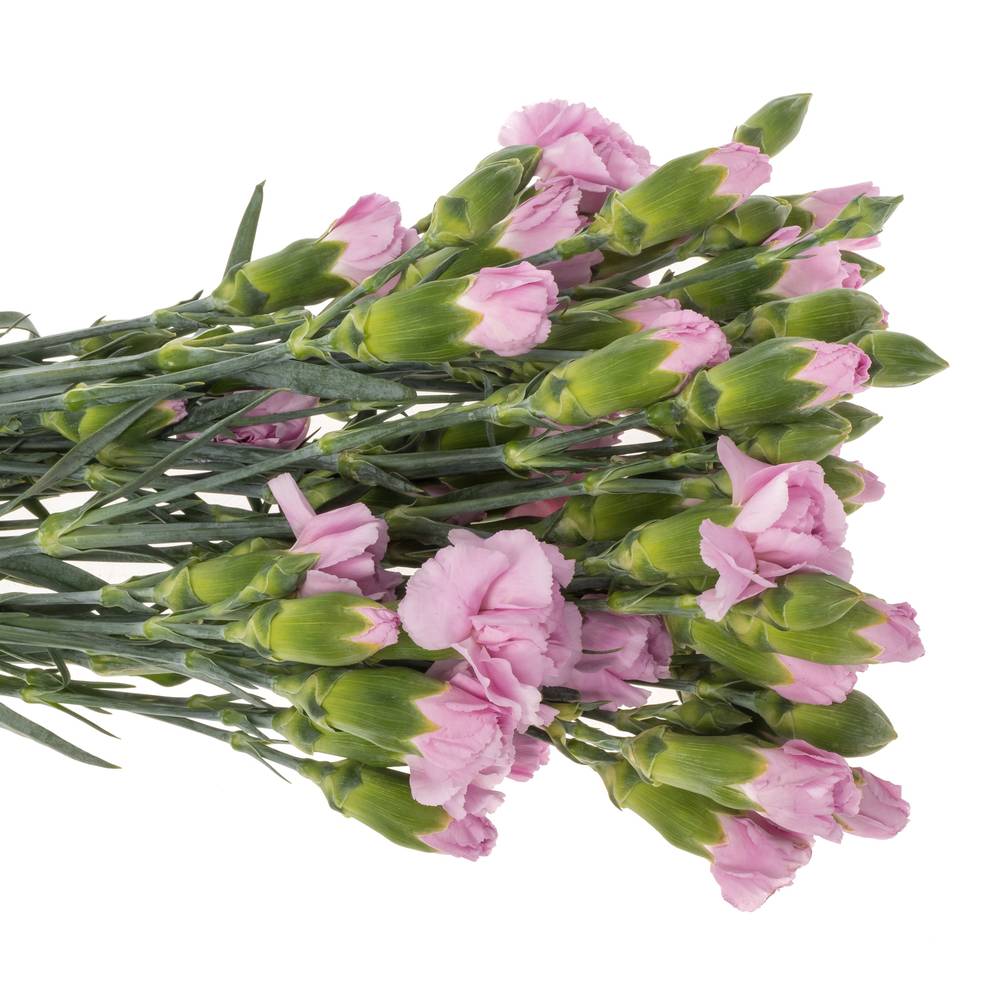Spraynelke lavendel Mao 60cm X20