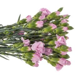 Spraynelke lavendel Mao 60cm X20