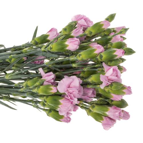 Spraynelke lavendel Mao 60cm X20