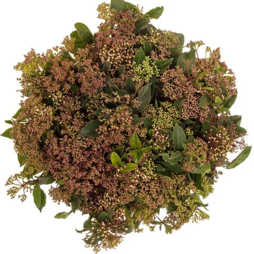 Viburnum rot Beer 50cm