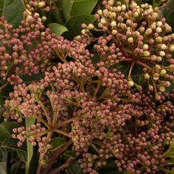 Viburnum rot Beer 50cm
