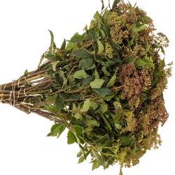 Viburnum rot Beer 50cm