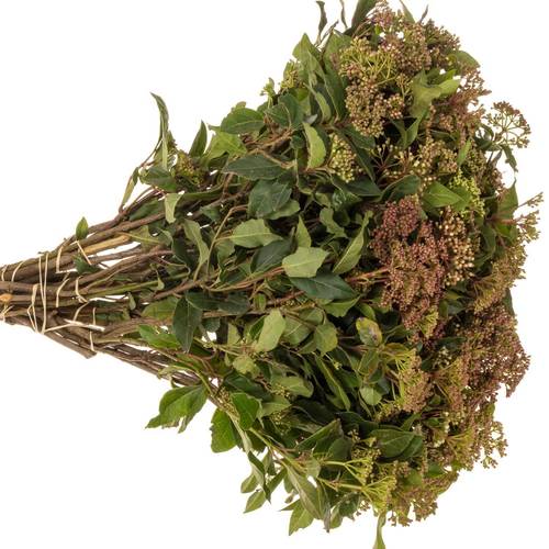 Viburnum rot Beer 50cm