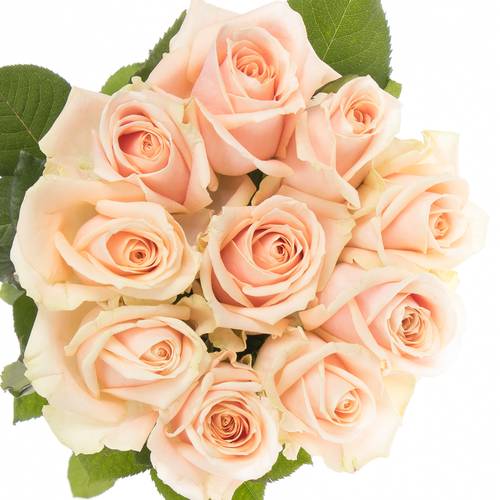 Rose apricot Pearl Avalanche 60cm