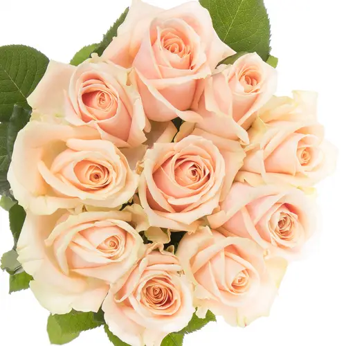Rose apricot Pearl Avalanche 60cm