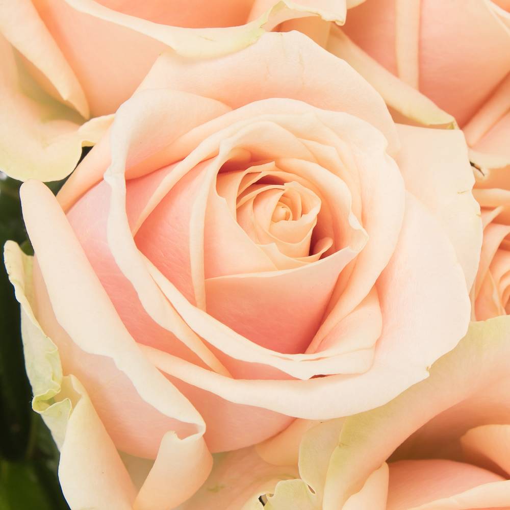 Rose apricot Pearl Avalanche 60cm