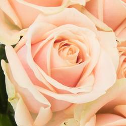 Rose apricot Pearl Avalanche 60cm