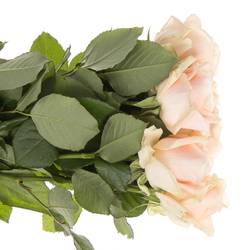 Rose apricot Pearl Avalanche 60cm
