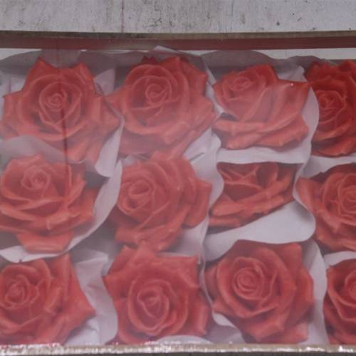 Seiden Wachs Rose orange D10-12cm im Kiste