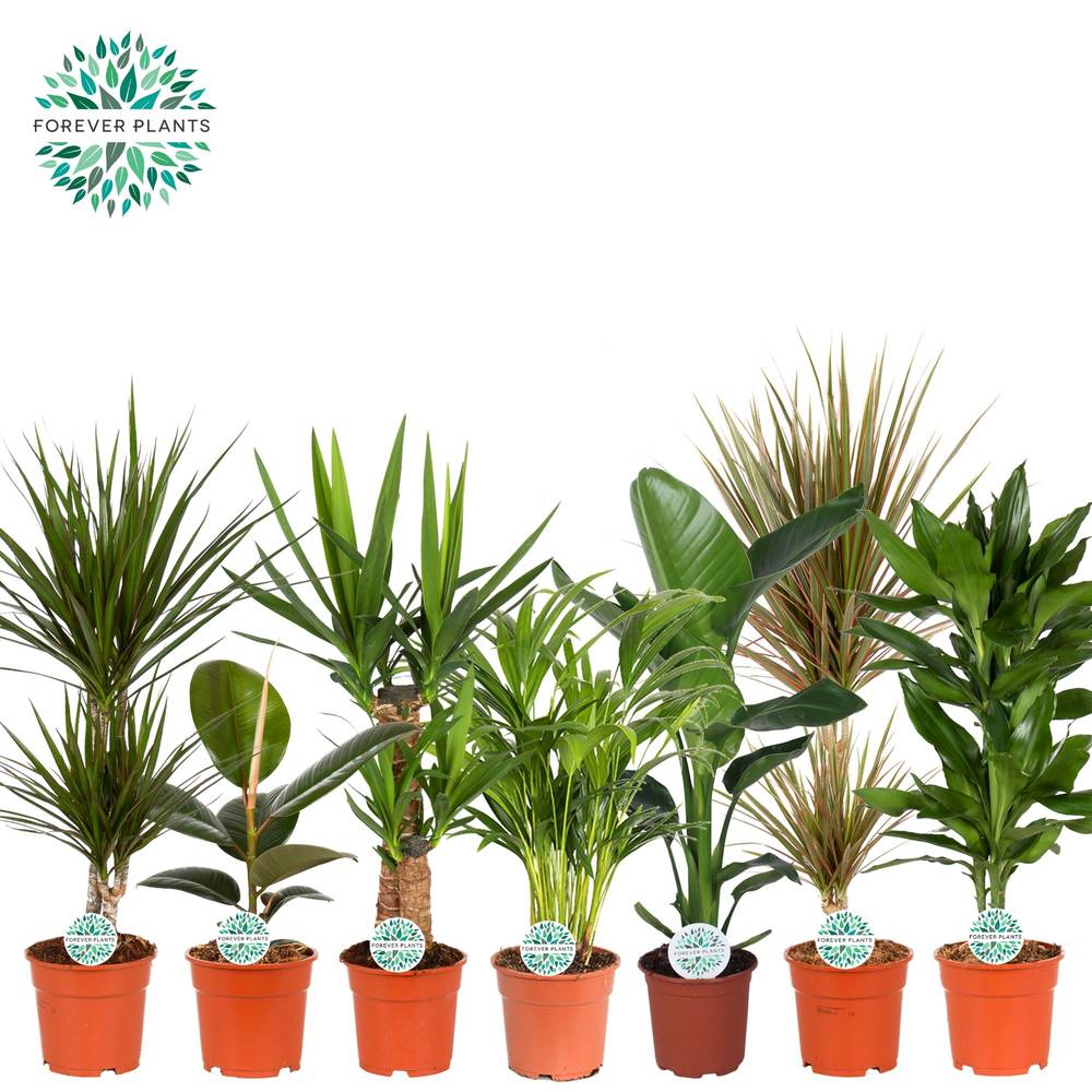 Zimmerpflanzen mix T17 H060