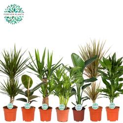 Zimmerpflanzen mix T17 H060