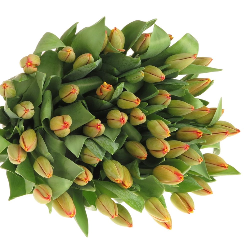 Tulpe gelb/orange Banja 32 Gramm