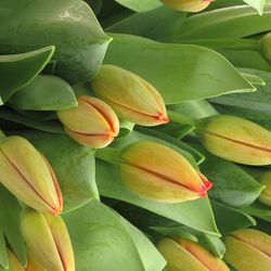 Tulpe gelb/orange Banja 32 Gramm