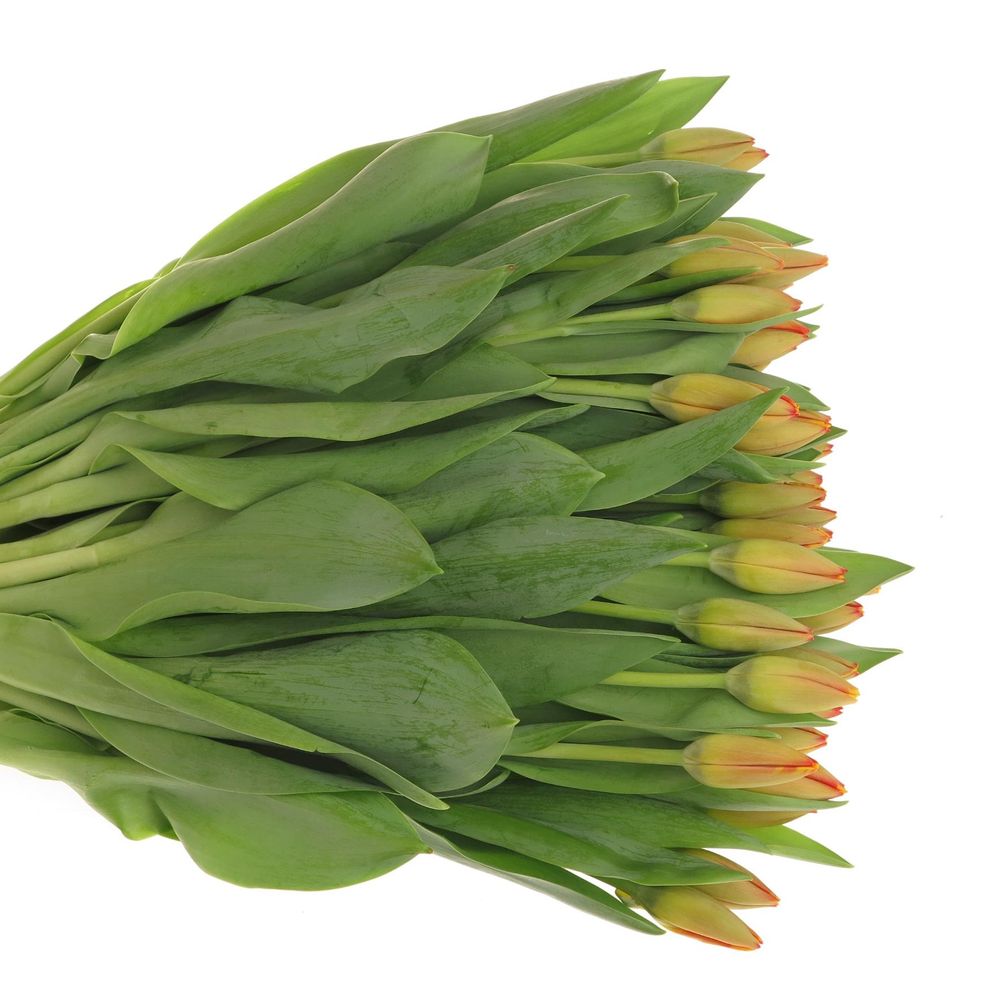 Tulpe gelb/orange Banja 32 Gramm