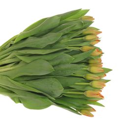 Tulpe gelb/orange Banja 32 Gramm