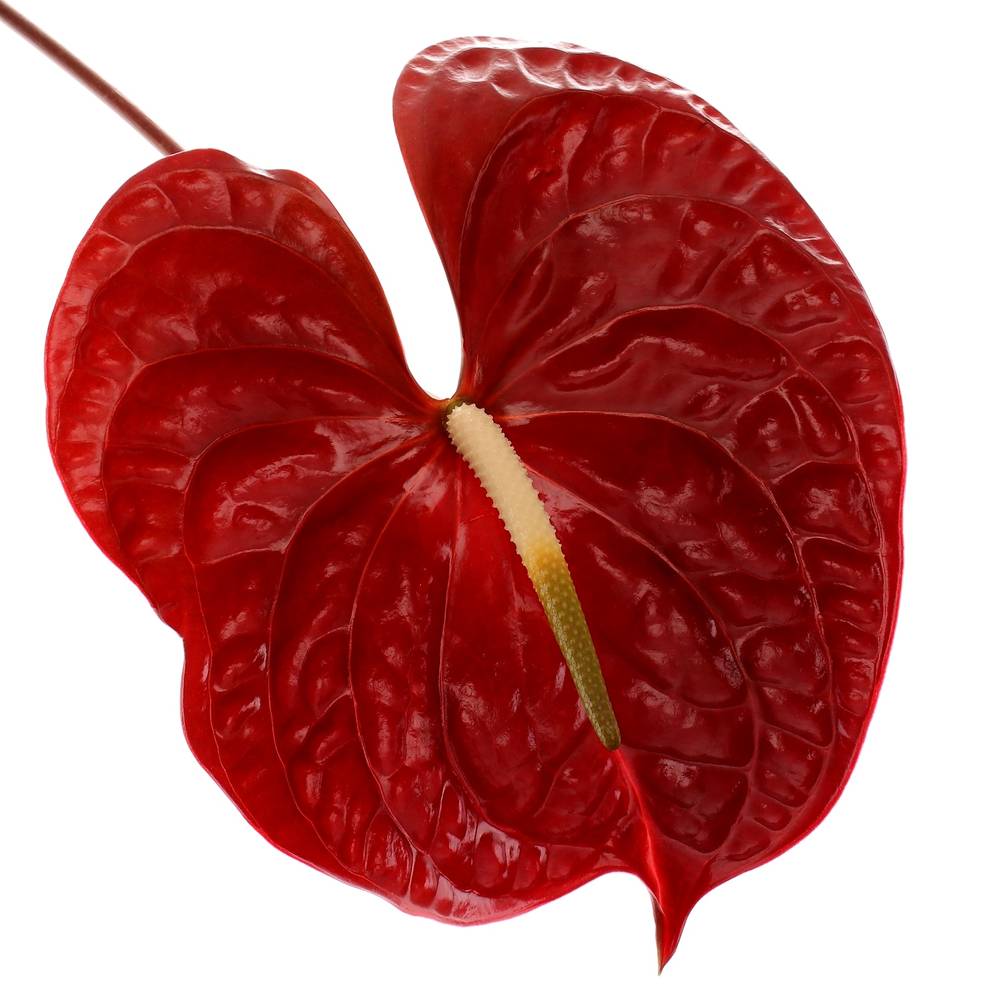 Anthurium rot Tropic Night Blüte 13cm