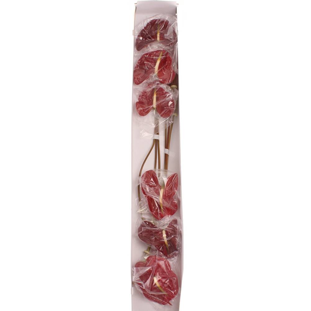Anthurium rot Tropic Night Blüte 13cm