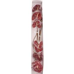 Anthurium rot Tropic Night Blüte 13cm