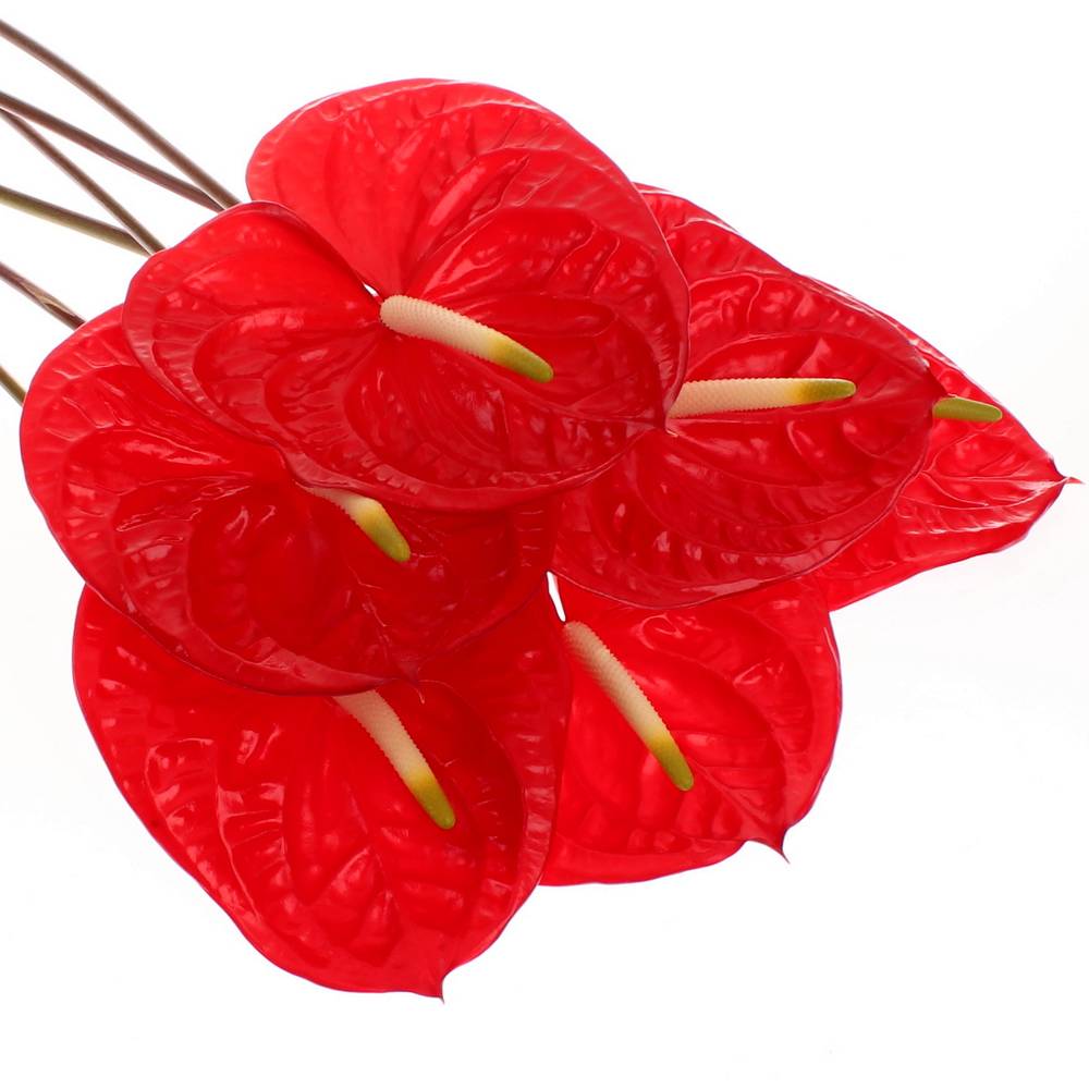 Anthurium rot Eterno Blüte 13cm