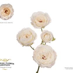 Rose verzweigt creme Princess Fairy White 60cm