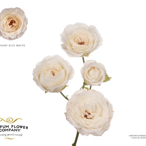 Rose verzweigt creme Princess Fairy White 60cm