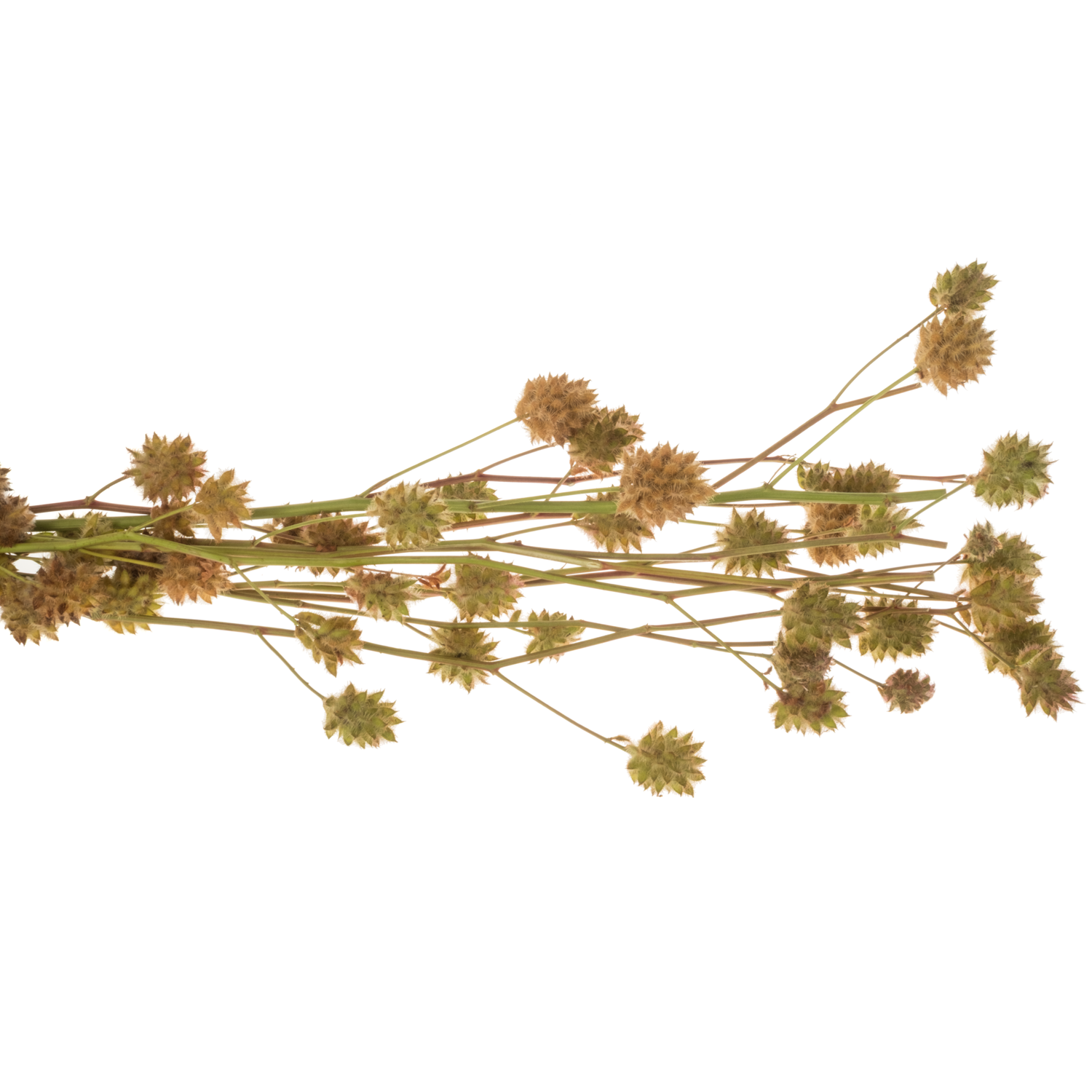 Glycyrrhiza hell grün yunnanensis 60cm