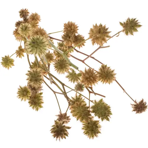 Glycyrrhiza hell grün yunnanensis 60cm
