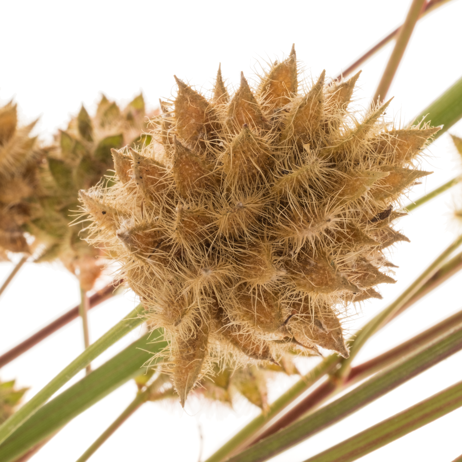 Glycyrrhiza hell grün yunnanensis 60cm