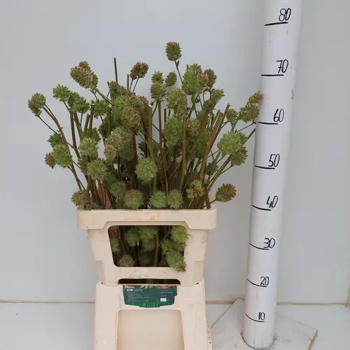 Glycyrrhiza yunnanensis 60cm