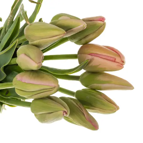 Franz.rosa Swarovski 60 Gramm 60cm