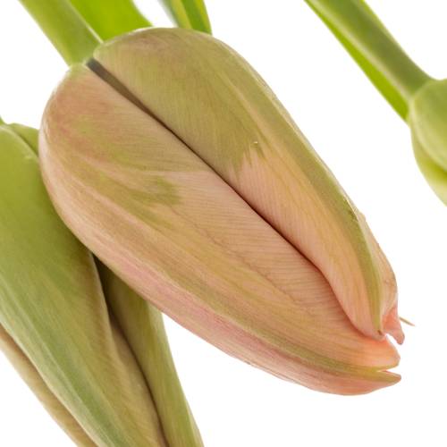 Franz.rosa Swarovski 60 Gramm 60cm