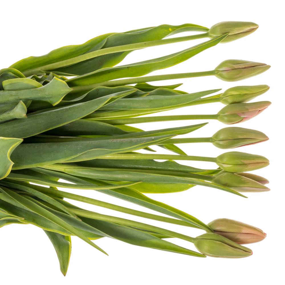 Franz.rosa Swarovski 60 Gramm 60cm