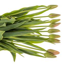 Franz.rosa Swarovski 60 Gramm 60cm