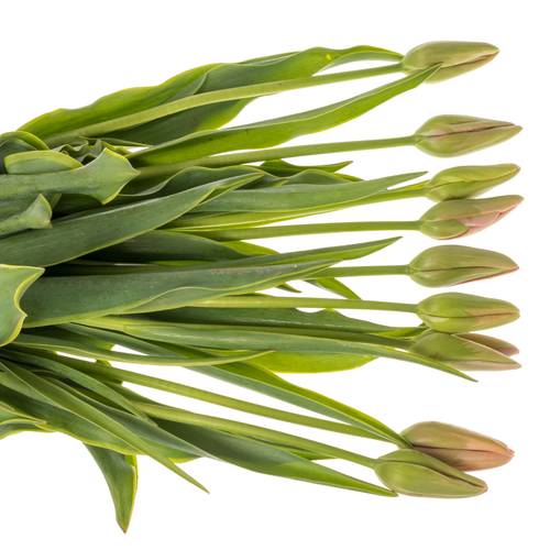 Franz.rosa Swarovski 60 Gramm 60cm