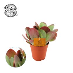 Kal.Thyrsiflora Eden T12 H20