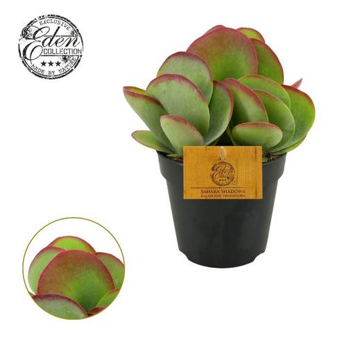 Kalanchoe Thyrsiflora Eden T12 H020